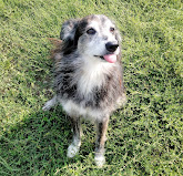 Imagen Ponte Dell' Arcobaleno